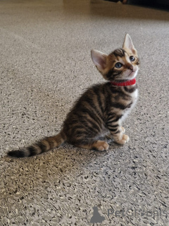 Фото №3. чистокровный тойгер. Ирландия