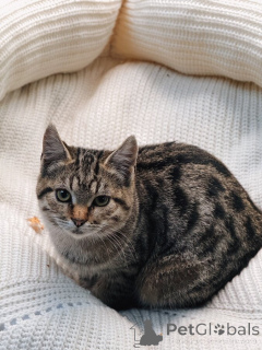 Фото №3. Ищут дом 2 чудесных котенка.. Россия