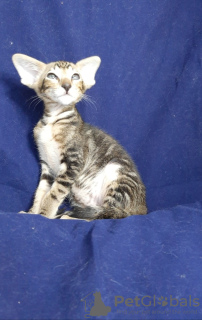 Фото №2 к объявлению №9371 о продаже ориентальная кошка - купить в Украине из питомника