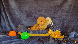 Фото №3. Мини- и той-пудели.  Сербия