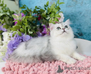 Фото №2 к объявлению №144503 о продаже шотландская (скоттиш страйт) - купить в Украине заводчик