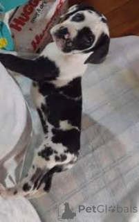 Фото №2 к объявлению №166749 о продаже немецкого дога - купить в Франции частное объявление, заводчик