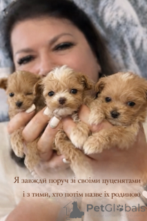 Фото №3. Китайский Мальтипу.  Украина