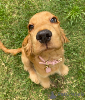 Фото №3. Познакомьтесь с Джаспером, любопытным сердцем и хвостом, который никогда не.  Нидерланды