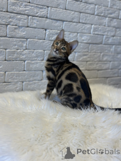 Фото №2 к объявлению №78049 о продаже бенгальская - купить в Финляндии частное объявление, из питомника, заводчик