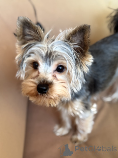 Фото №2 Услуга вязки йоркширского терьера. Цена договорная