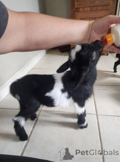 Фото №1.  - купить в Бордо за Бесплатно. Объявление №161737