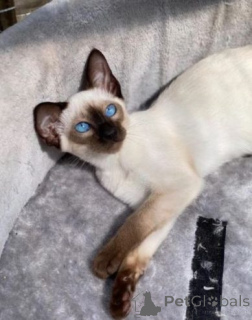 Фото №3. Top Quality Siamese Kittens.... Германия