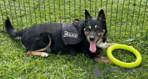 Фото №2 к объявлению №139153 о продаже беспородную - купить в России 