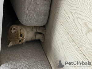 Дополнительные фото: Переселение золотого британского короткошерстного котенка