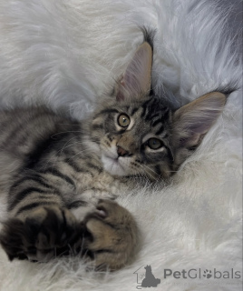 Фото №1. мейн-кун - купить в Баден-Бадене за 91839₽. Объявление №163669