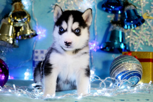 Фото №3. Веселые и забавные друзья ищут своих хозяев.  Россия