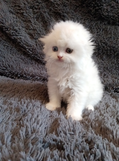 Фото №3. Белоснежный котик с разноцветными глазами. Россия