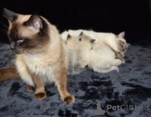 Фото №3. Домашние котята рэгдолл на продажу теперь доступны в Loving Homes. Германия