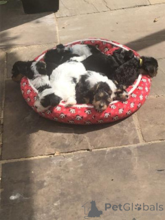 Фото №1. бивер-йоркширский терьер - купить в Озеро за договорная. Объявление №159987