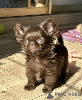 Фото №1. чихуахуа - купить в Мюнхене за договорная. Объявление №159375