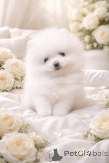 Фото №1. беспородная - купить в Днипро за 92767₽. Объявление №166527