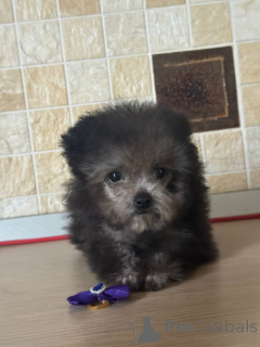 Фото №1. пудель (карликовый) - купить в Краснодаре за 230000₽. Объявление №155084