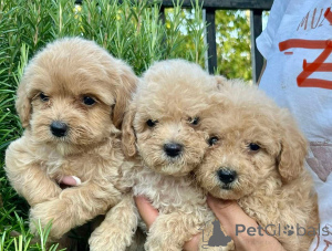 Фото №1. мальтипу - купить в Мюнхене за договорная. Объявление №155638