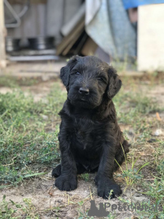 Фото №4. Продажа ризеншнауцера в Харькове из питомника - цена 54323₽