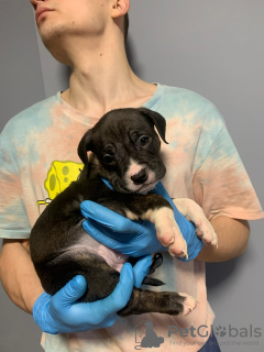 Фото №2 к объявлению №132194 о продаже американского булли - купить в Сербии частное объявление, из питомника, заводчик