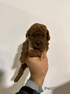 Фото №3. Карликовая пудель от первого спуска.  Сербия