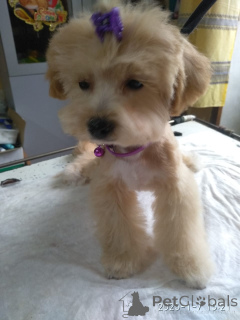 Фото №3. Мальтипу.  Грузия