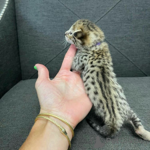 Фото №1. бенгальская - купить в Ньюкасл за 53921₽. Объявление №166198