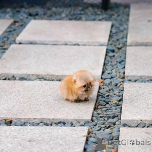 Фото №2 к объявлению №137274 о продаже померанского шпица - купить в Швейцарии частное объявление