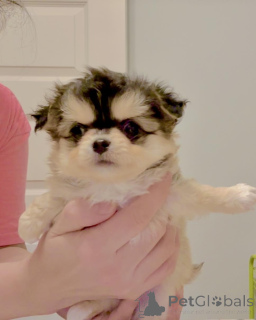 Фото №2 к объявлению №160056 о продаже чихуахуа - купить в Германии частное объявление