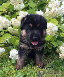 Фото №3. Deutscher Schäferhund Welpen Zur усыновление.  Германия