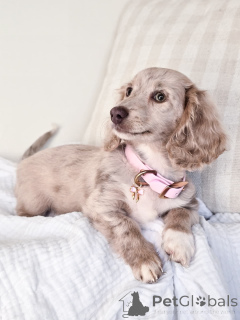 Фото №3. Purebred Dachshund Puppel хорошо социализированный и проверенный ветеринар.  Германия