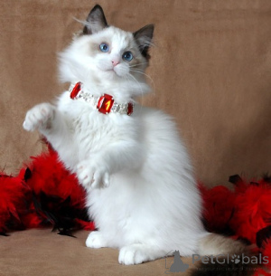 Фото №3. Cure White Cragdoll Cats готовы к новому дому. Нидерланды