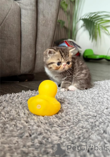 Фото №1. экзотическая - купить в Карсдорфе за 32468₽. Объявление №153858