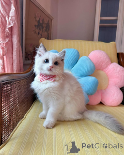 Фото №1. рэгдолл - купить в Алсдорф за 69575₽. Объявление №152721