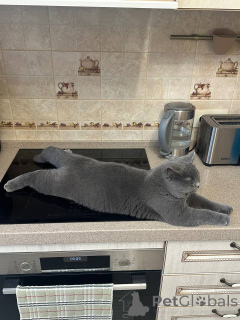 Фото №3. Британский короткошерстный котенок мужского пола. Германия