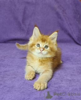 Фото №2 к объявлению №137754 о продаже мейн-кун - купить в Германии частное объявление