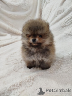 Фото №3. Красивый бу -бу -медведь.  Сербия