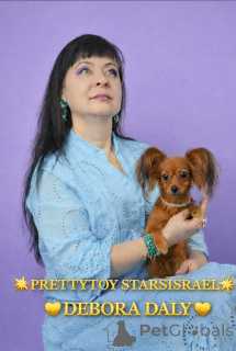 Фото №1. русский той - купить в Хайфа за 179736₽. Объявление №163672