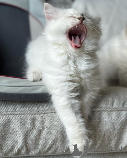 Фото №1. рэгдолл - купить в Egilsstaðir за договорная. Объявление №155400