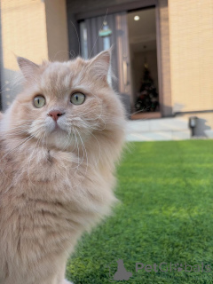 Фото №4. Продам сибирскую в Egilsstaðir частное объявление - цена договорная