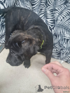 Фото №2 к объявлению №166185 о продаже кане-корсо - купить в Германии 