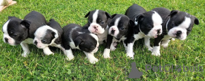 Фото №3. Adorable Boston Terrier Puppies for free adoption.  Германия