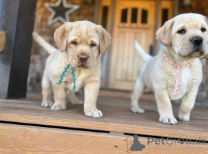 Фото №2 к объявлению №160968 о продаже  - купить в Великобритании заводчик