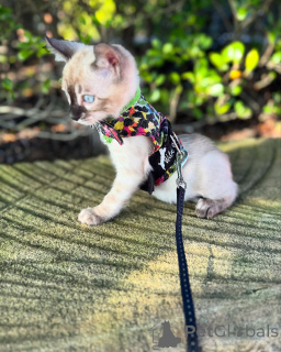 Фото №3. Здоровые бенгальские котят доступны для усыновления. Германия