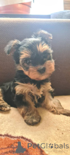 Фото №3. Йорк террьер девочка.  Польша