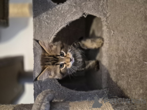 Фото №3. Мейн-Кун полидакт (4*6). Германия