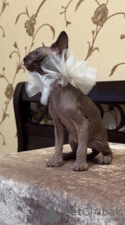 Фото №3. Canadian Sphynx. Латвия