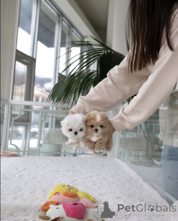 Фото №2 к объявлению №137462 о продаже пуделя (той) - купить в Великобритании заводчик