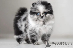 Фото №4. Продажа  в Огайо заводчик - цена договорная